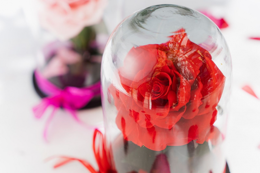 rosa 6
