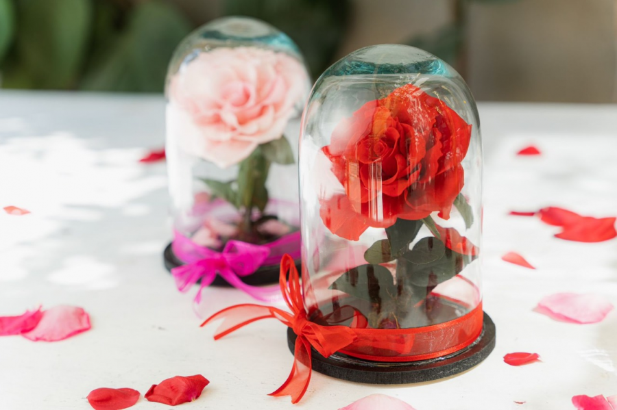 rosa 7