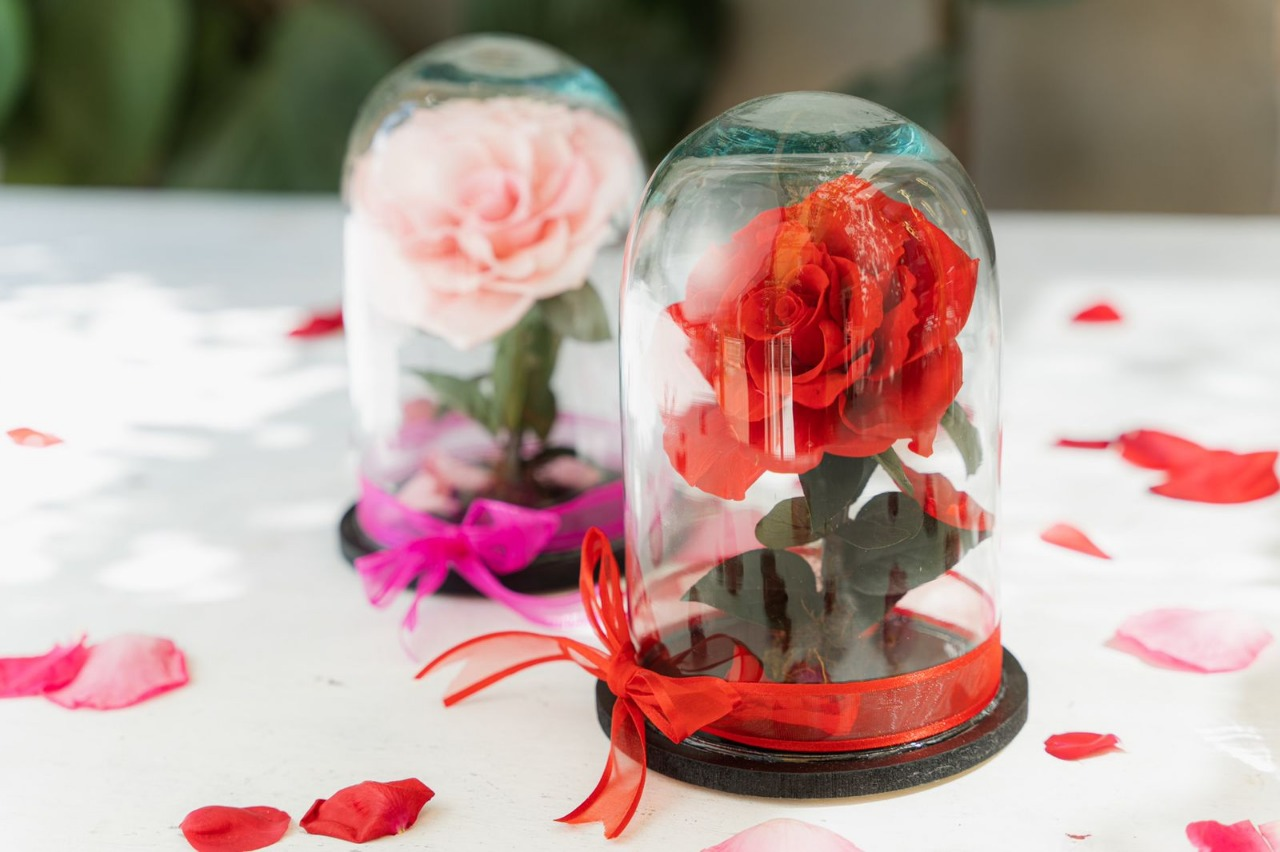 rosa 7